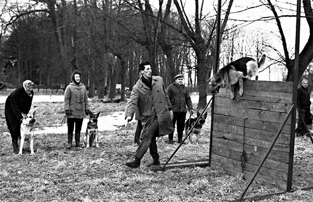 Danmarks civile Hundefører forening træner hunde i Nivå.